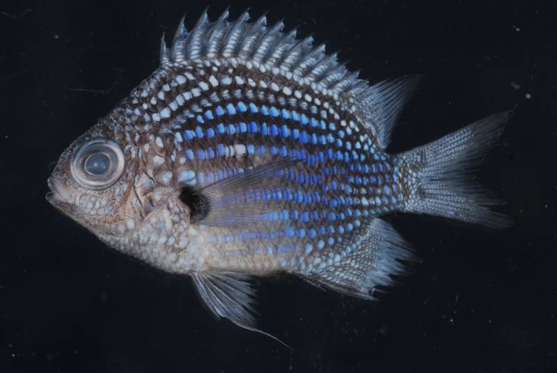 Presentan el Top 10 de las nuevas especies descubiertas en 2008