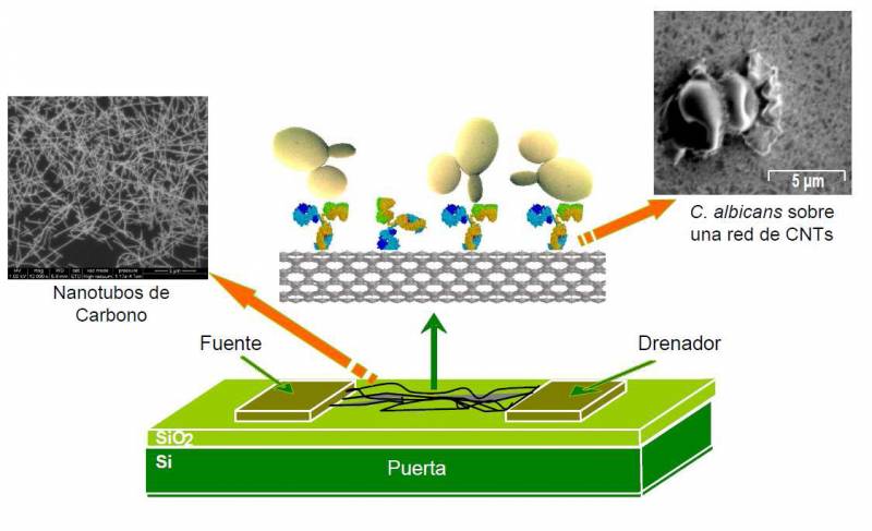 Detectan las cándidas con transistores
