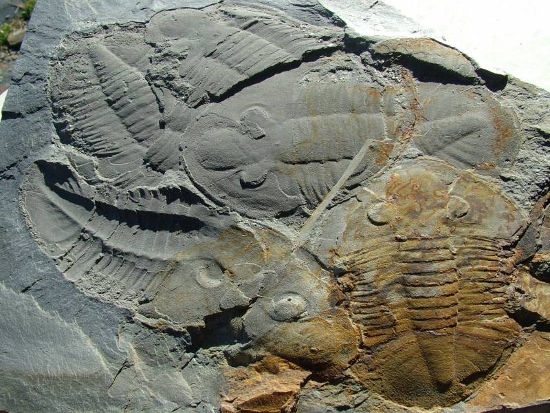 Imágenes de los trilobites encontrados en Portugal