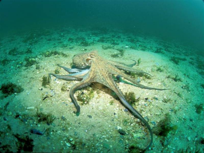 Imagen de un pulpo común tomada en aguas de Galicia