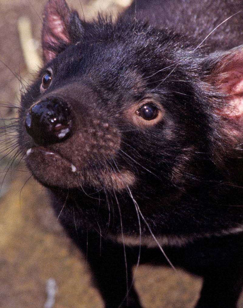 Identifican el origen del cáncer del demonio de Tasmania