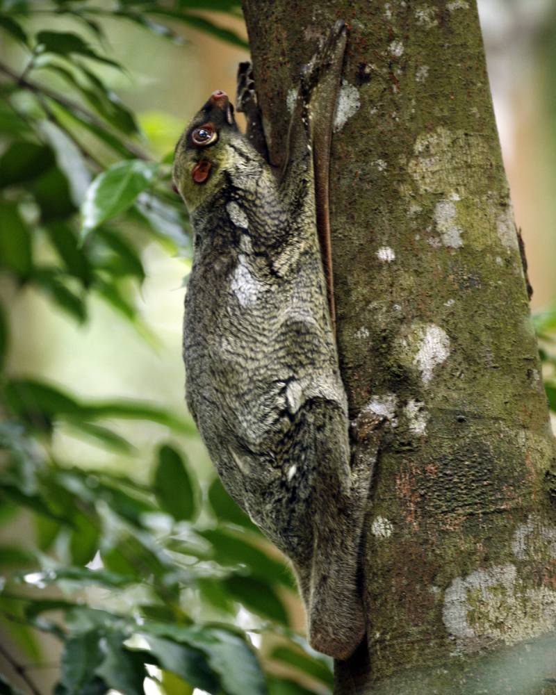 La actividad tectónica de la Tierra separó a los primates hace unos 185 millones de años