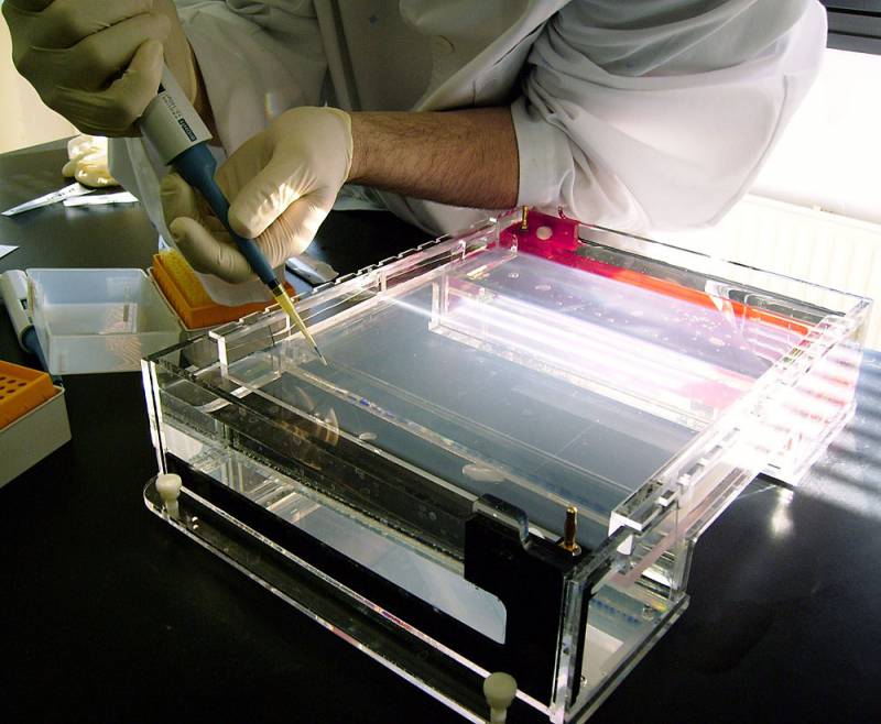 La biotecnología española debe apostar por los sectores alimentario y vegetal para competir