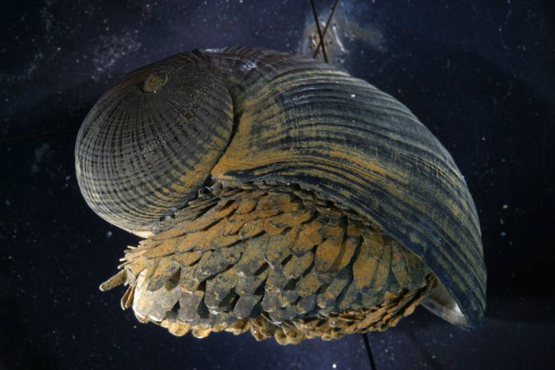 La concha de un caracol sirve de inspiración para desarrollar una ‘armadura’ 