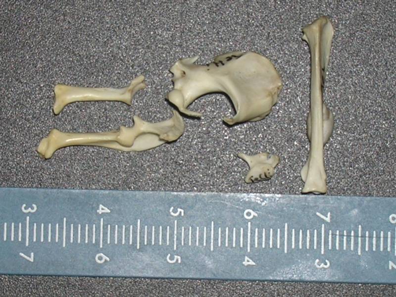 La cornisa cantábrica ha vivido siete etapas frio-cálidas en los últimos 41.000 años