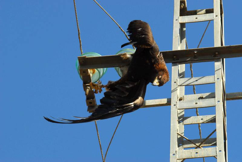 Águila electrocutada.