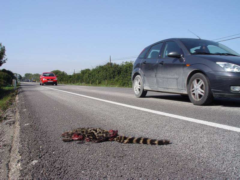 Gineta salvaje atropellada. 