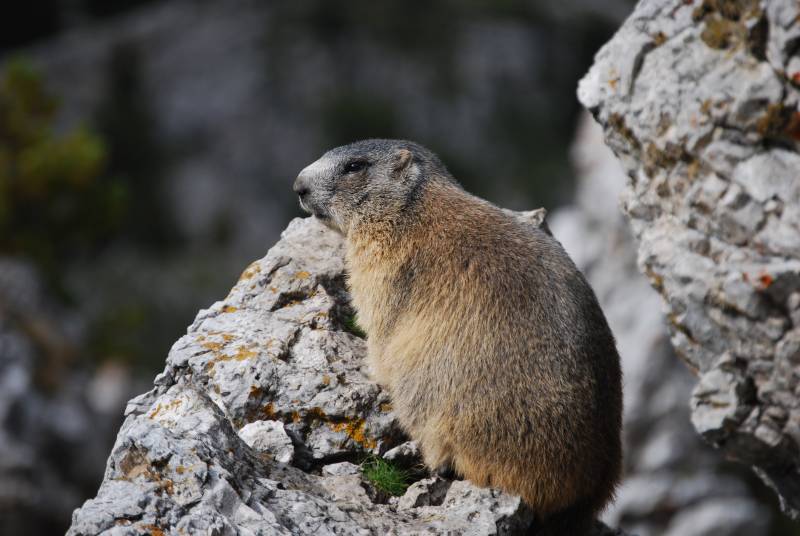 La marmota alpina se extiende en el Pirineo catalán