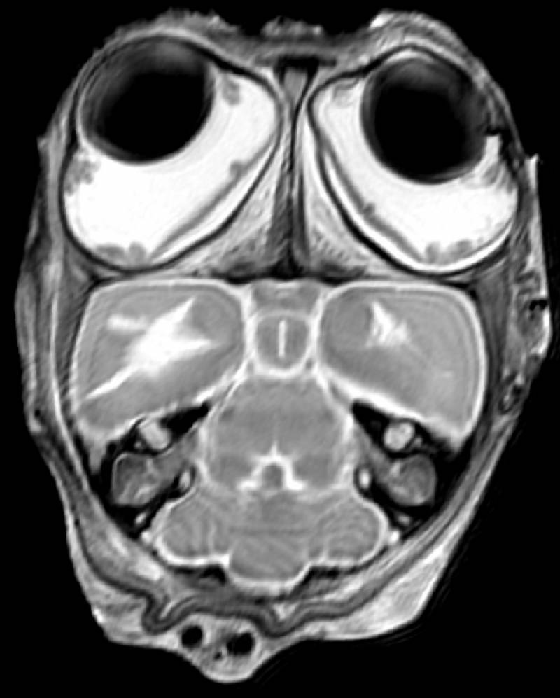 La posición de los ojos de los mamíferos les permite ser más rápidos y ágiles