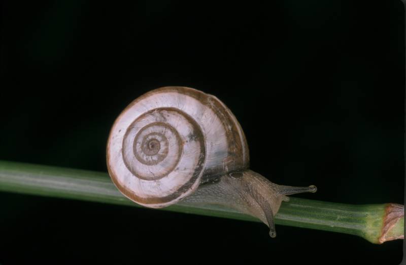 La presencia de caracoles indica que los bosques se recuperan