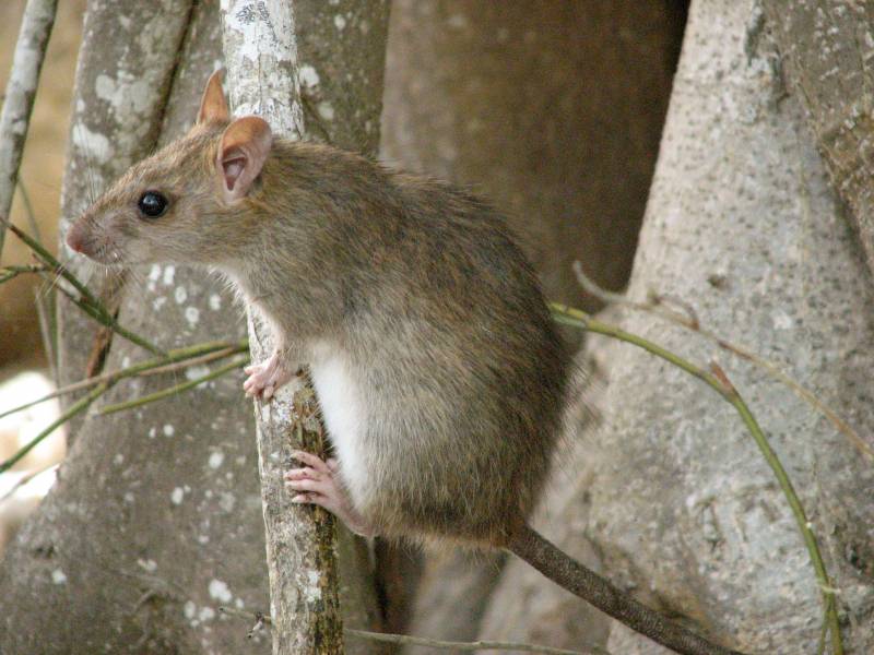 Rata negra (Rattus rattus) en las islas mediterráneas. 