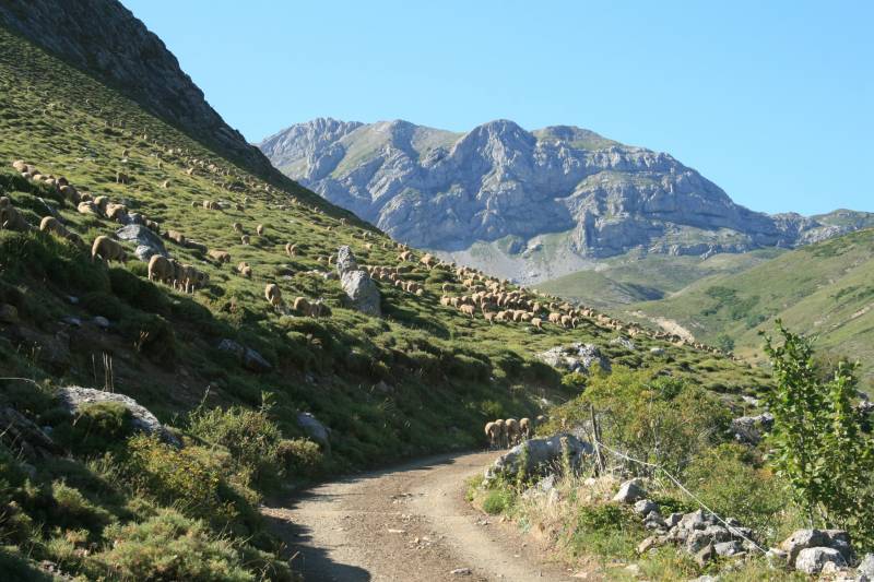 La trashumancia contribuye a la conservación de los buitres