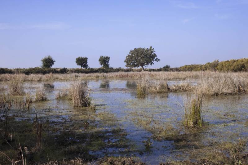 Charca temporal en Doñana