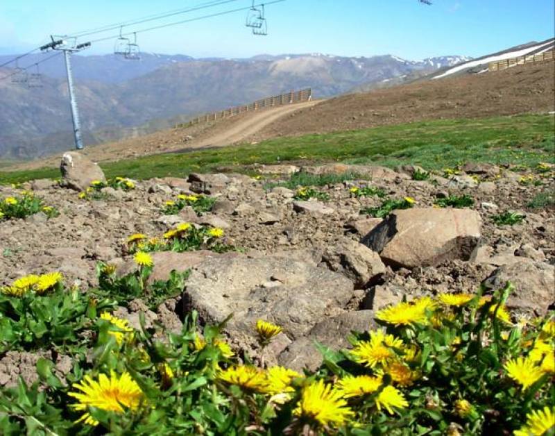 Las plantas montañosas no resisten a las invasiones