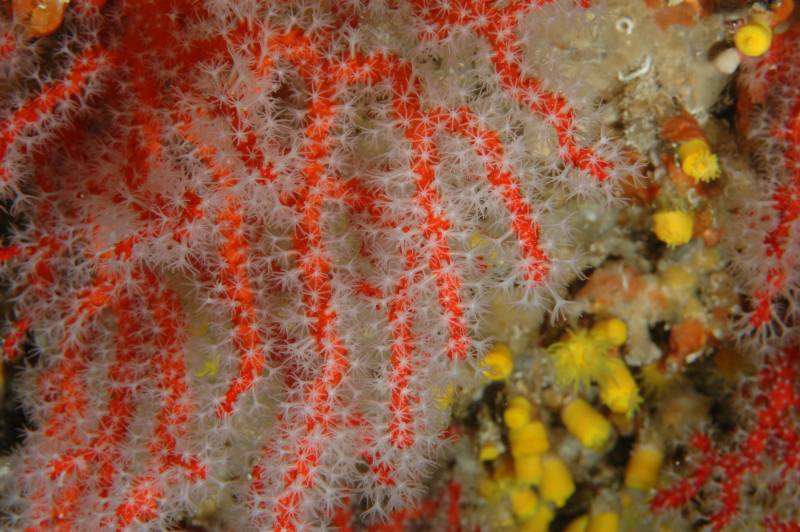 Las reservas marinas protegen al coral rojo del Mediterráneo