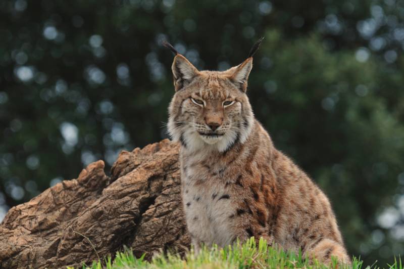 Los linces ibéricos cedidos por España llegan al nuevo centro de cría portugués