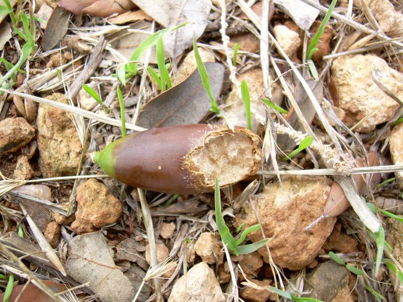 Bellota consumida por roedores