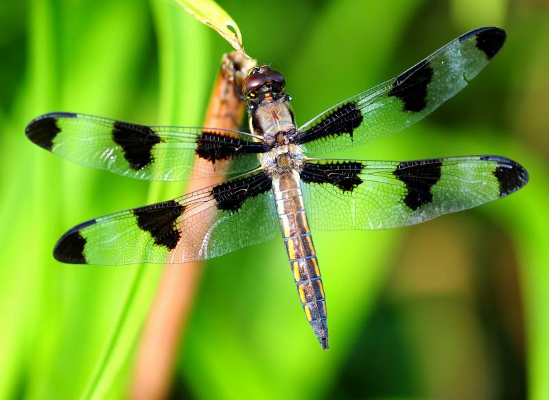 Más de un millón de especies en la nueva edición del Catálogo de la Vida