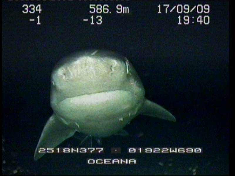 La cañabota, tiburón de profundidad muy común en las aguas de las montañas submarinas del Sáhara. 