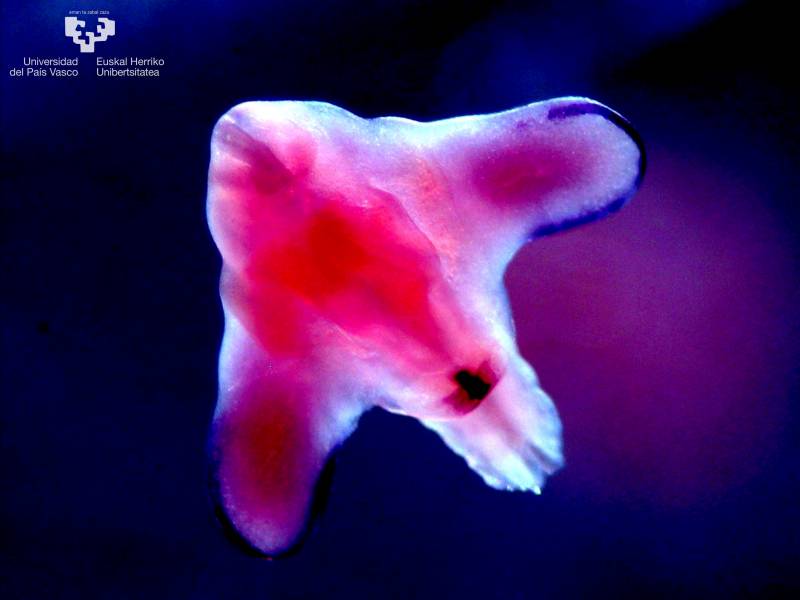 Otorgan los premios del II Concurso de Microfotografía en Biomedicina