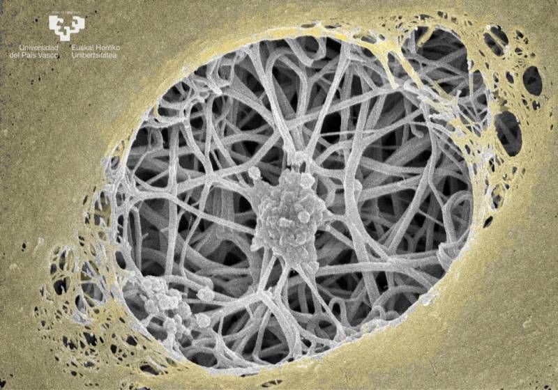 Otorgan los premios del II Concurso de Microfotografía en Biomedicina