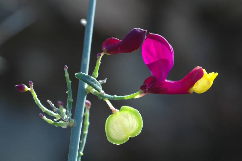 El arbusto de origen marroquí Polygala balansae en España. 