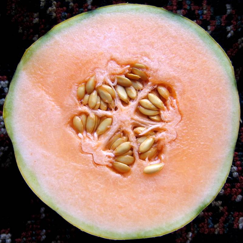 melón
