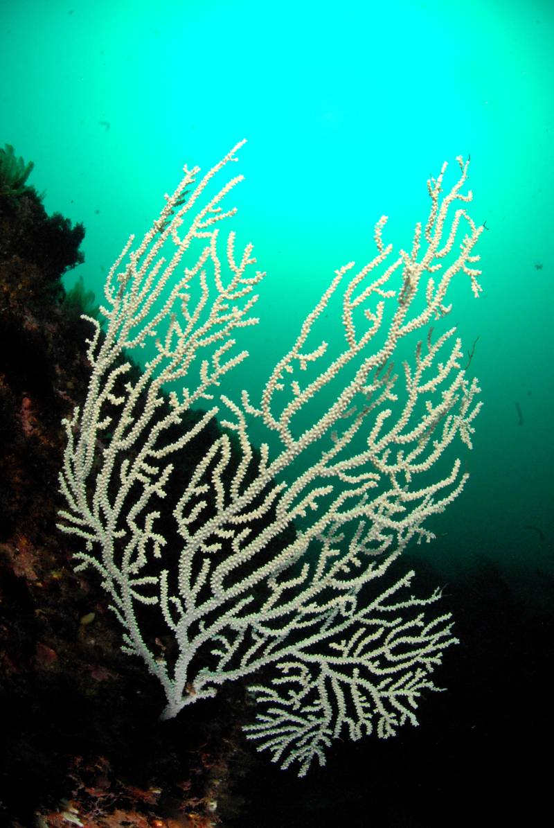 Proponen una única lista para proteger a más de 400 especies marinas europeas
