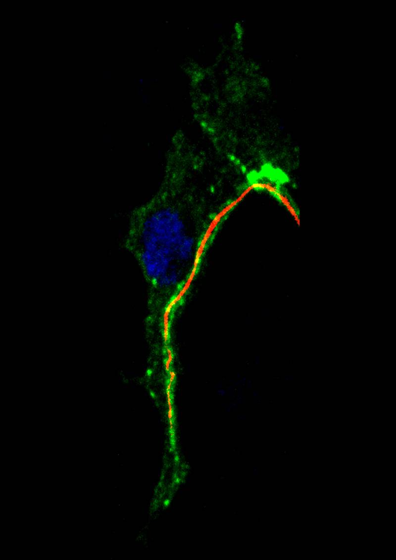 Un estudio revela el mecanismo de formación de tubos respiratorios y capilares 