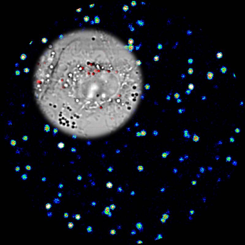 Un nuevo método de imagen ultrasensible usa “nanojaulas” de oro y plata 