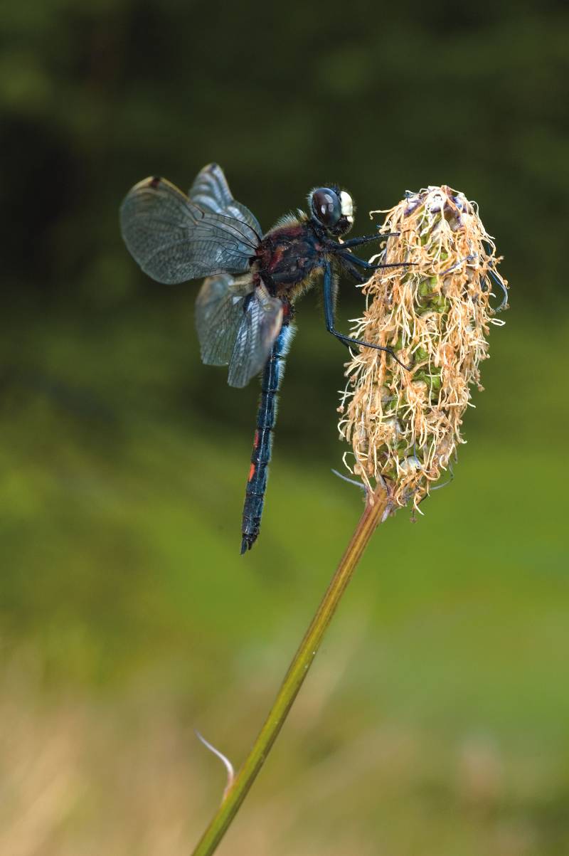 Leucorrhinia pectoralis