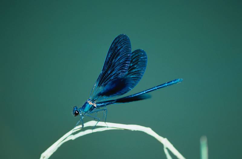 Libélula Calopteryx splendens en la cuenca mediterránea.