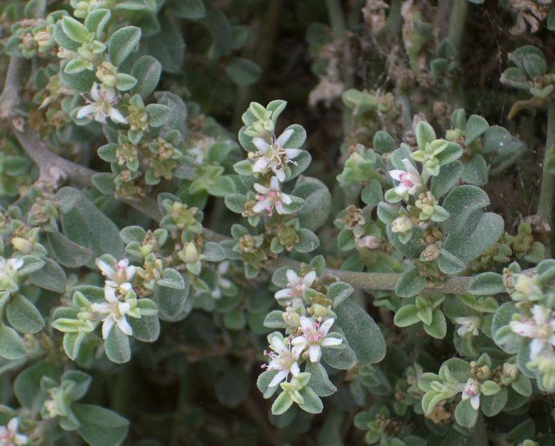 Una planta exótica invade las dunas costeras del sur de España