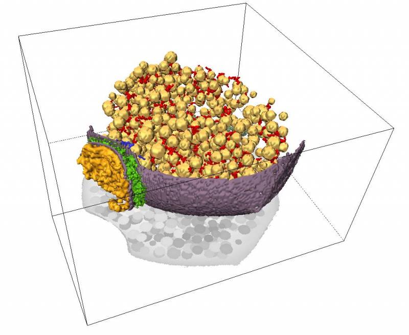 Visualizan en 3D las conexiones neuronales