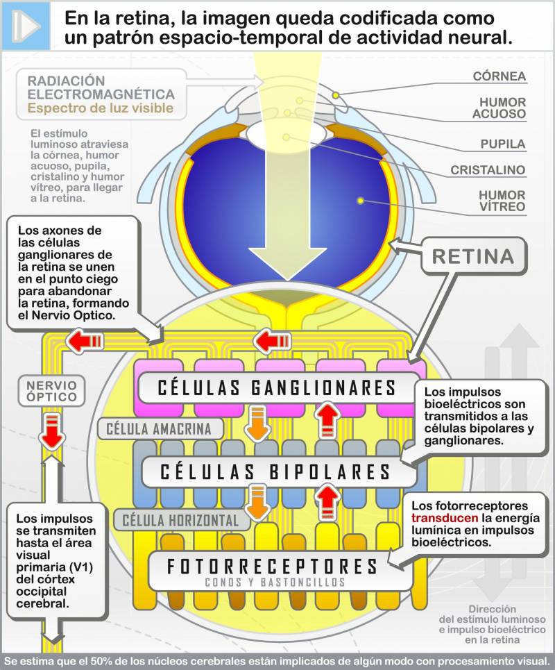 El cerebro detecta más rápido la felicidad que la tristeza