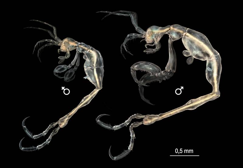 Especímenes del género Liropus se pueden encontrar tanto en el Atlántico como en el Mediterráneo. / SINC