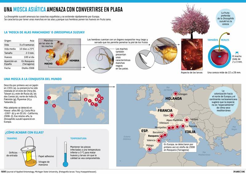 Una mosca invasora asiática se apodera de las frutas españolas