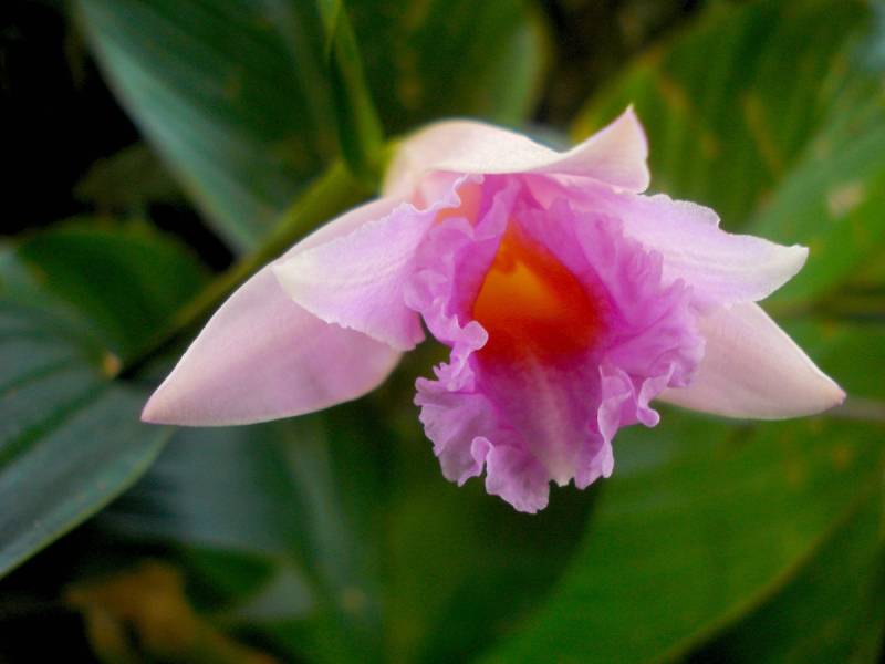 Esta impresionante flor de color rosa (Sobralia imavieirae) es una de las 45 nuevas especies de orquídeas descubiertas./WWF