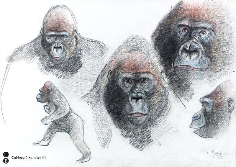 Muestra de las libretas de Sabater Pi. / Sabater Pi / UB