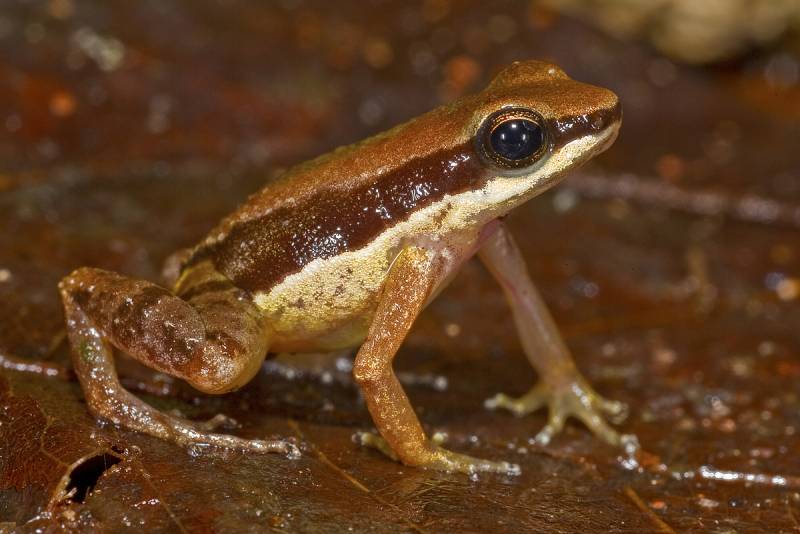 A pesar de haber sido descubierto hace poco, esta pequeña rana, del tamaño de una uña, se considera una especie muy amenazada. El nombre científico (Allobates amissibilis) significa "que se puede perder." /WWF