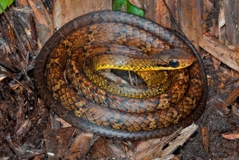 Encontrada en las montañas en la frontera entre Guyana y Brasil, esta especie de serpiente de colores vivos fue bautizada como Chironius en honor de un personaje del libro El Mundo Perdido de Arthur Conan Doyle.