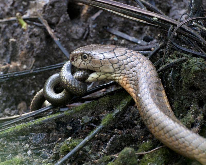 Un ejemplar de Cobra Real. / EOL 