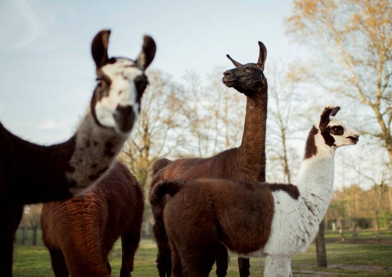 Llamas