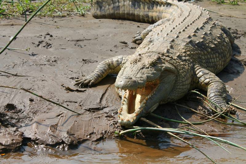 Cocodrilo del Nilo