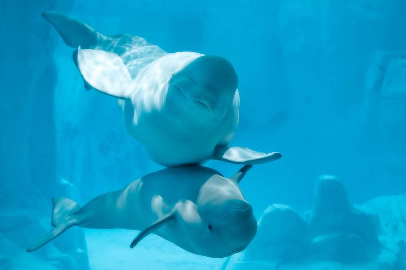 Beluga en el Oceanogràfic de Valencia