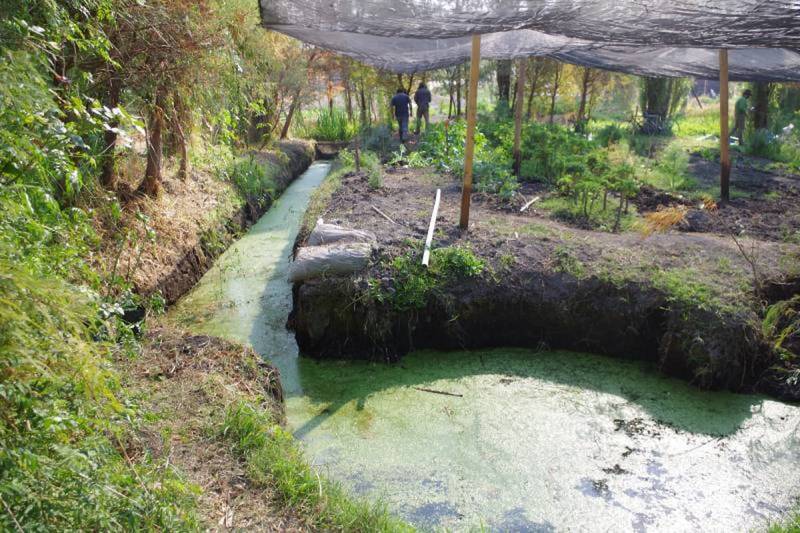 Las turberas, cuencas lacustres donde se deposita la materia orgánica, mejoran la calidad del aire en la capital de México, unas de las ciudades más contaminadas del mundo. / Restauración ecológica del Instituto de Biología UNAM, IBUNAM