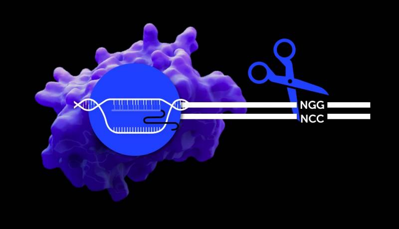 Representación de una nucleasa Cas9 guiada por una molécula de ARN (ARN guía) a una región de ADN con una secuencia PAM (NGG) 