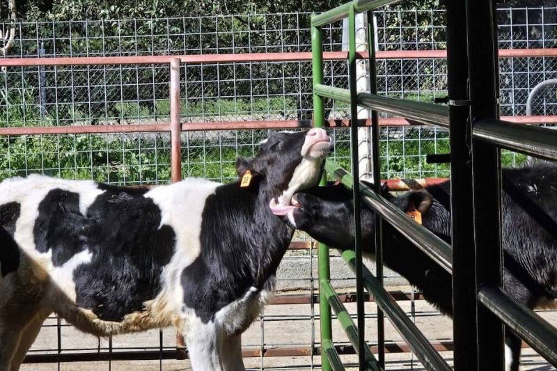 Dos terneros. Para la investigación se han usado ejemplares de la raza Holstein-Frisona