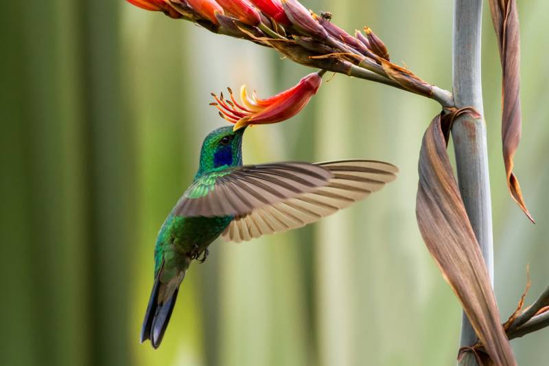 colibríes