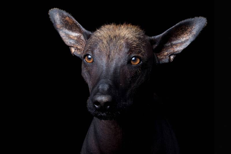 Perro xoloitzcuintle (‘perro raro’ o ‘perro arrugado’ )